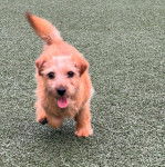 Un Norfolk Terrier sur un terrain herbeux et tirant la langue 