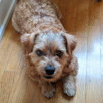 Un Norfolk Terrier allongé sur un plancher et regardant vers la caméra 