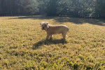 Un Norfolk Terrier sur un terrain herbeux et regardant vers la caméra 