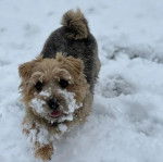Un Norfolk Terrier sur une surface enneigée et regardant vers la caméra 