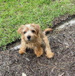 Un Norfolk Terrier assis sur un terrain herbeux et regardant vers la caméra