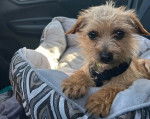 Un Norfolk Terrier allongé dans un panier et portant un harnais 