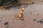 Un Norfolk Terrier assis dans l'eau 