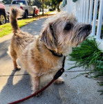 Un Norfolk Terrier sur un trottoir et qui est tenu en laisse