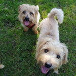Deux Norfolk Terrier sur un terrain herbeux et ayant tous deux leurs gueules ouvertes 
