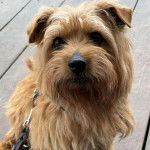 Un Norfolk Terrier assis sur un plancher et qui est tenu en laisse 