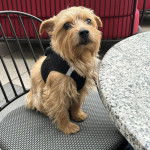 Un Norfolk Terrier assis sur une chaise et portant un harnais 