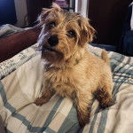 Un Norfolk Terrier sur un lit et portant un collier autour du cou