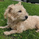 Un Norfolk Terrier allongé sur un terrain herbeux et semblant détendu 