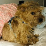 Un Norfolk Terrier sur un canapé et portant un harnais 