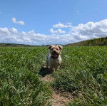 Un Norfolk Terrier sur une surface herbacée et portant un collier autour du cou