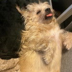 Un Norfolk Terrier allongé sur le dos et tirant la langue 