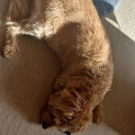 Un Norfolk Terrier allongé sur une moquette et semblant dormir 