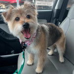 Un Norfolk Terrier sur le siège d'une voiture et qui est tenu en laisse