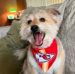 Un Norfolk Terrier assis sur un canapé et portant un foulard