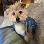 Un Norfolk Terrier assis sur un canapé et portant un habit pour chien 