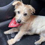 Un Norfolk Terrier allongé dans une voiture et regardant vers la caméra 