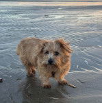 Un Norfolk Terrier sur une surface sableuse et regardant vers la caméra