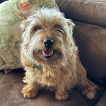 Un Norfolk Terrier assis sur un canapé et portant un collier autour du cou