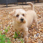 Un Norfolk Terrier sur des gravillons 