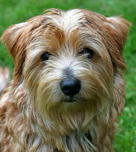Beccles - Norfolk Terrier