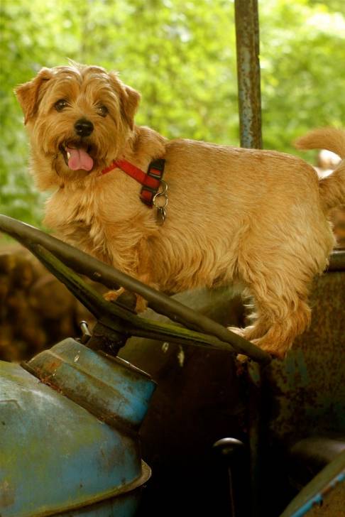 Photo Norfolk Terrier