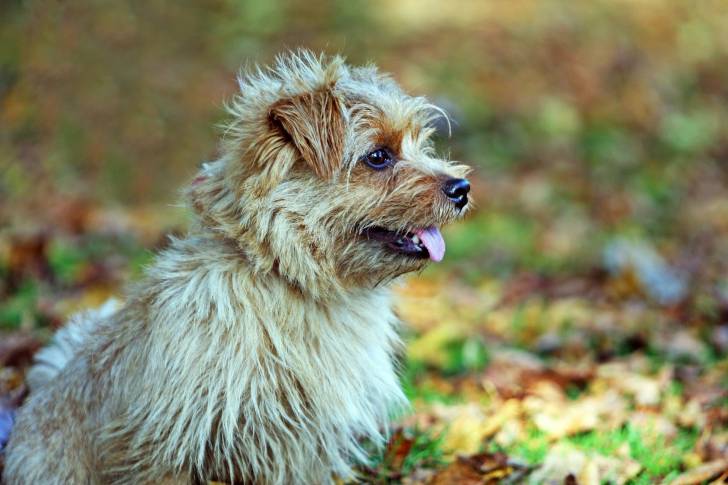 Photo Norfolk Terrier