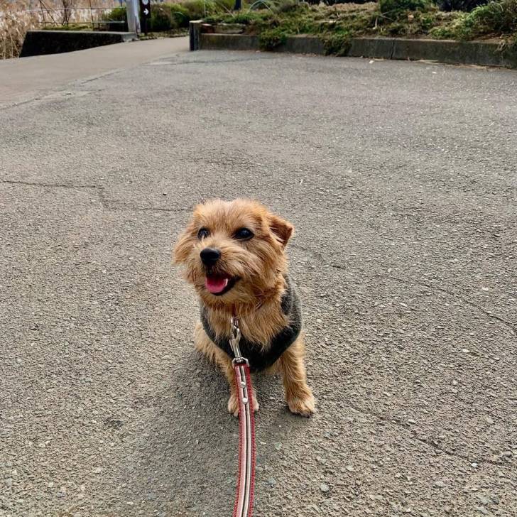 Un Norfolk Terrier assis sur une surface bétonnée et qui est tenu en laisse