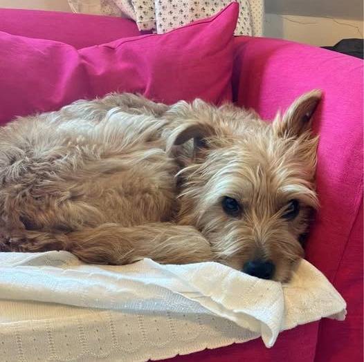 Un Norfolk Terrier allongé sur un canapé et regardant vers la caméra