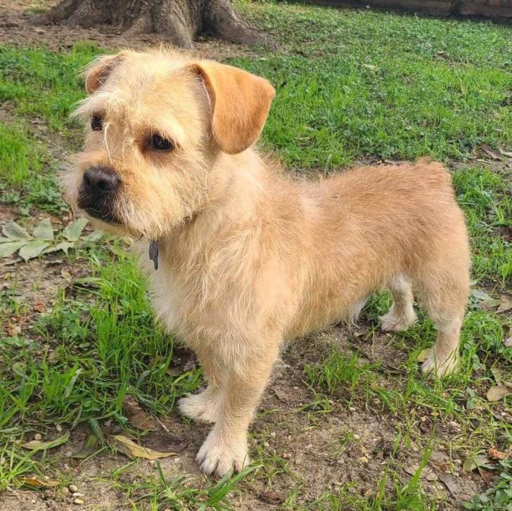 Un Norfolk Terrier sur une surface herbacée et portant un collier autour du cou