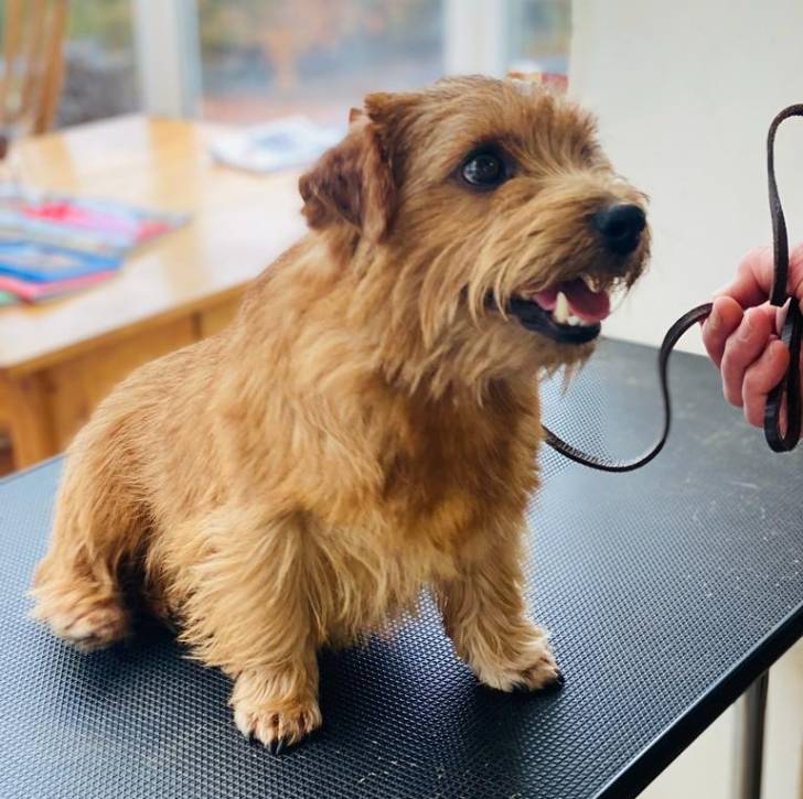 Un Norfolk Terrier assis sur une table et qui est tenu en laisse 