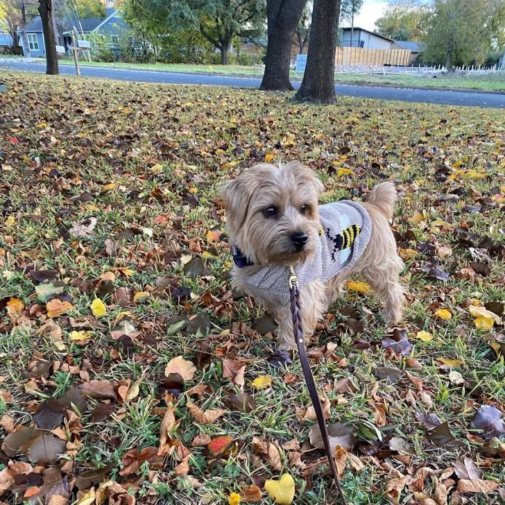 Un Norfolk Terrier sur un terrain herbeux et qui est tenu en laisse 
