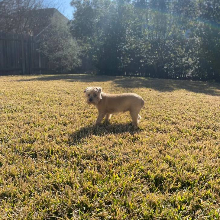 Un Norfolk Terrier sur un terrain herbeux et regardant vers la caméra 