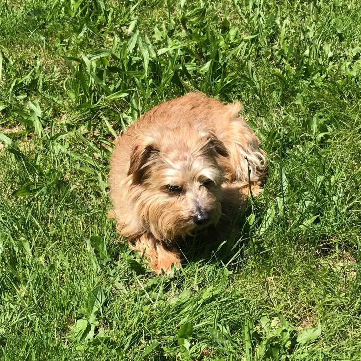 Un Norfolk Terrier allongé sur un terrain herbeux et semblant détendu 