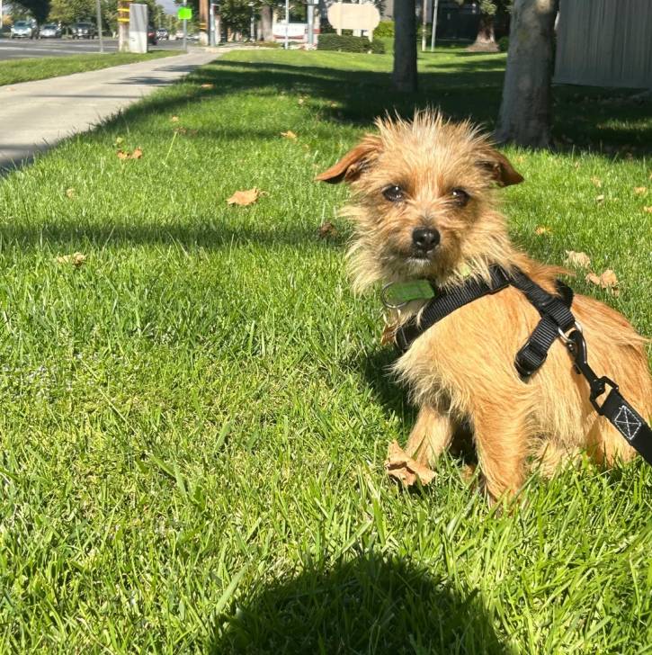 Un Norfolk Terrier assis sur une surface herbacée et qui est tenu en laisse 