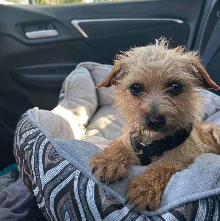 Un Norfolk Terrier allongé dans un panier et portant un harnais 