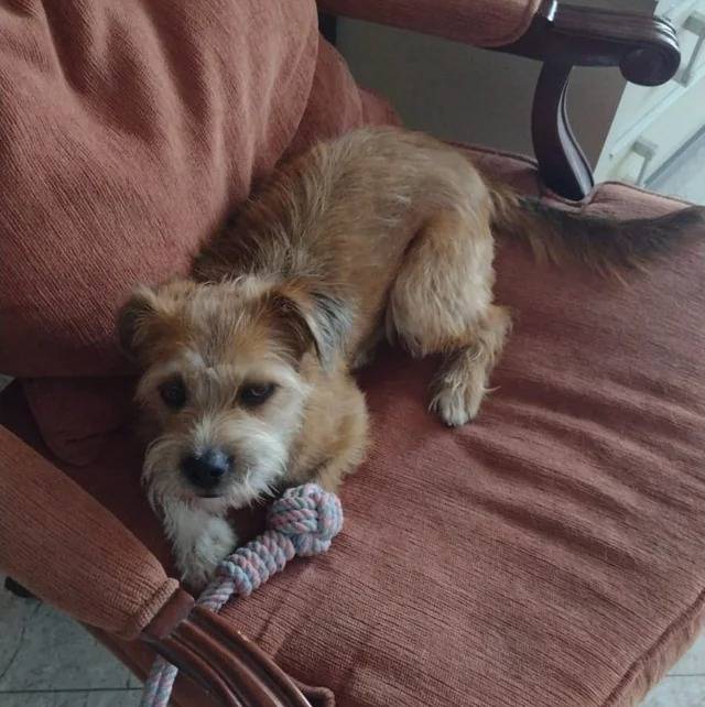 Un Norfolk Terrier allongé sur un fauteuil et semblant détendu