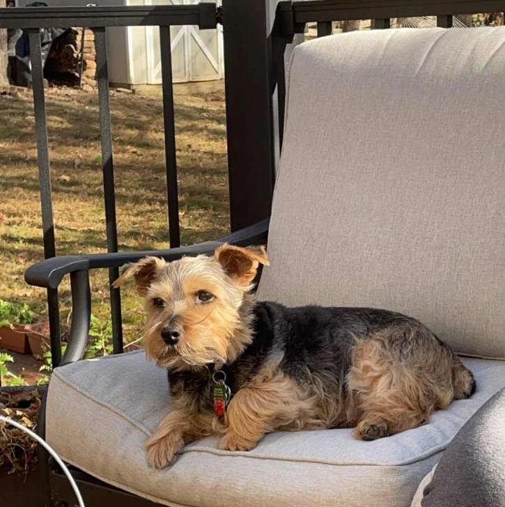 Un Norfolk Terrier allongé sur un fauteuil et portant un collier autour du cou