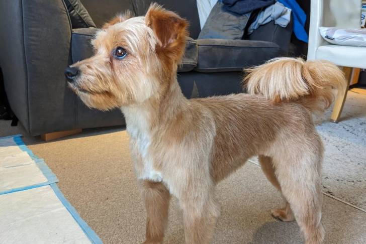 Un Norfolk Terrier sur un tapis et semblant détendu