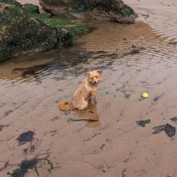 Un Norfolk Terrier assis dans l'eau 