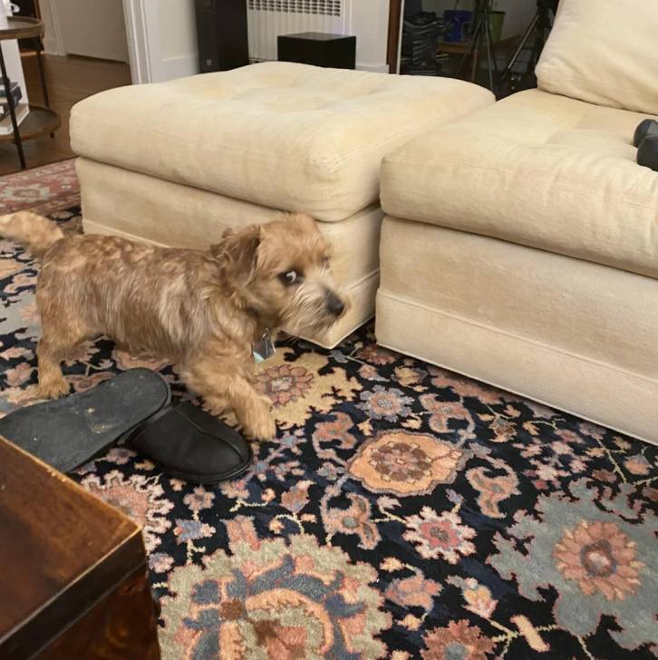 Un Norfolk Terrier marchant sur un tapis et portant un collier autour du cou