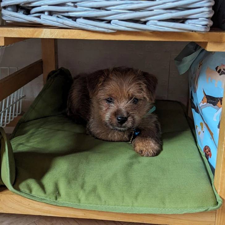 Un Norfolk Terrier allongé et regardant vers la caméra 