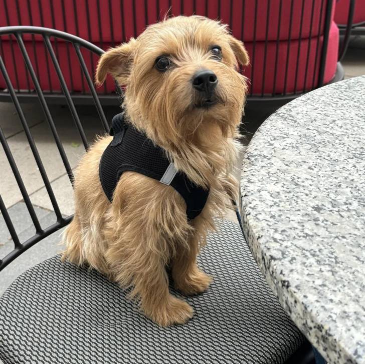 Un Norfolk Terrier assis sur une chaise et portant un harnais 
