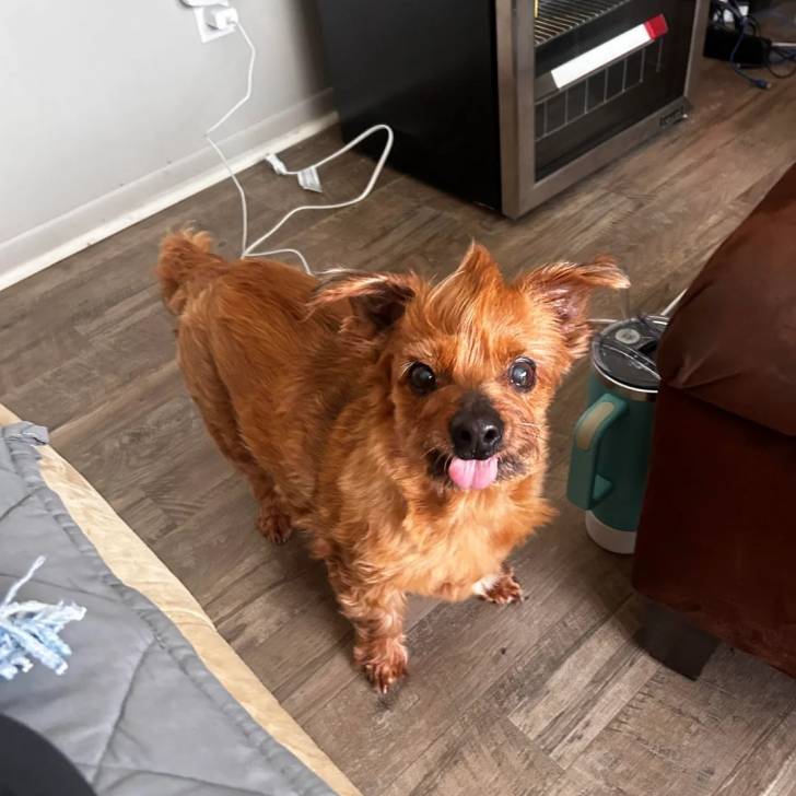 Un Norfolk Terrier sur un plancher et tirant la langue 