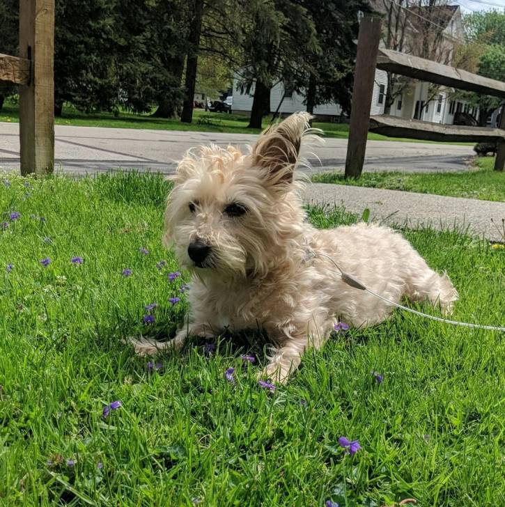 Un Norfolk Terrier allongé sur un terrain herbeux et qui est tenu en laisse 