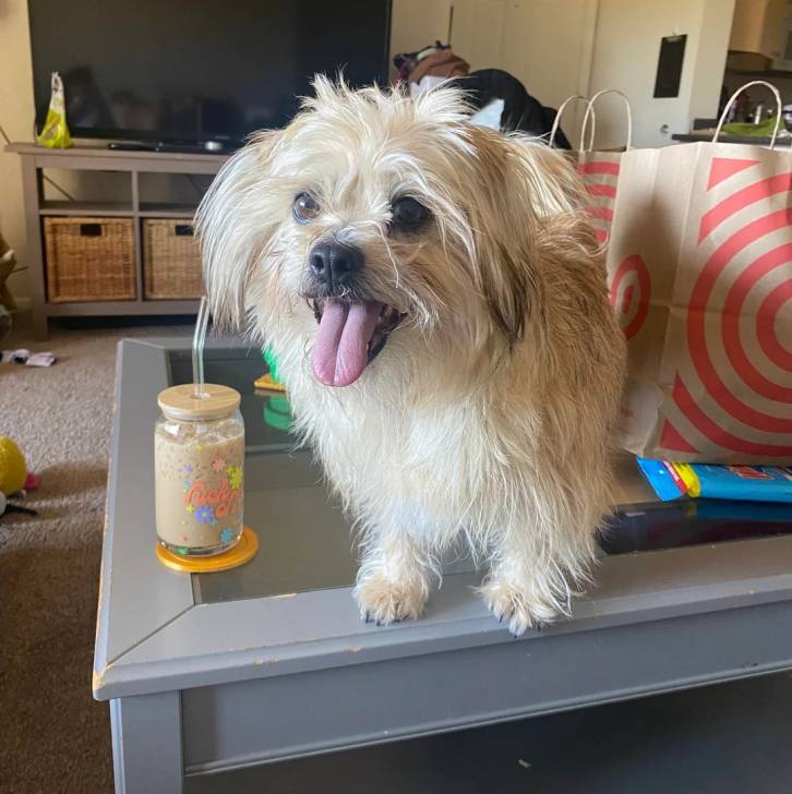 Un Norfolk Terrier sur une table et ayant la langue pendante 