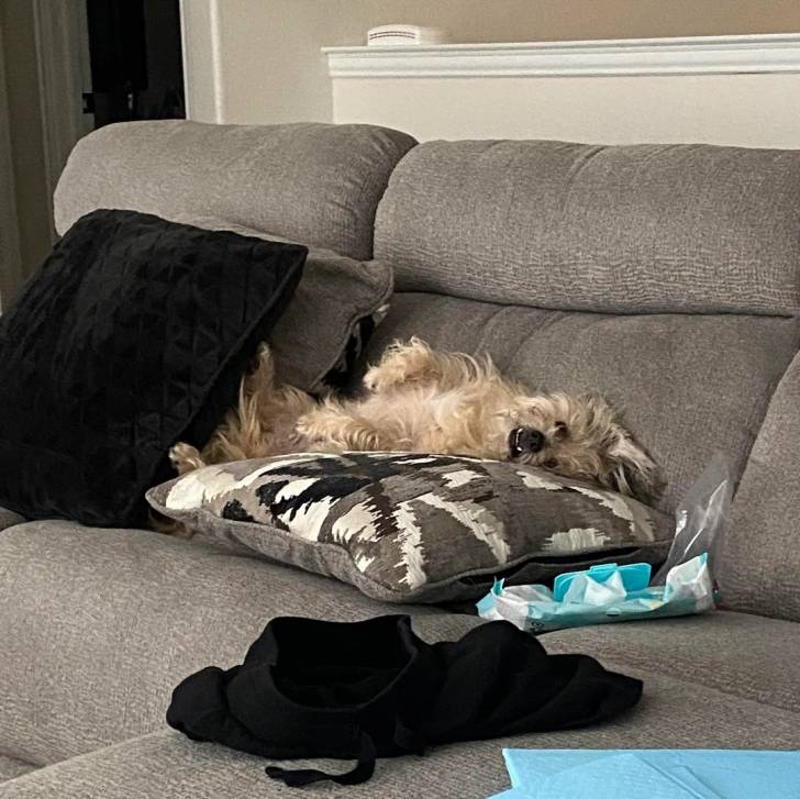 Un Norfolk Terrier allongé sur un canapé
