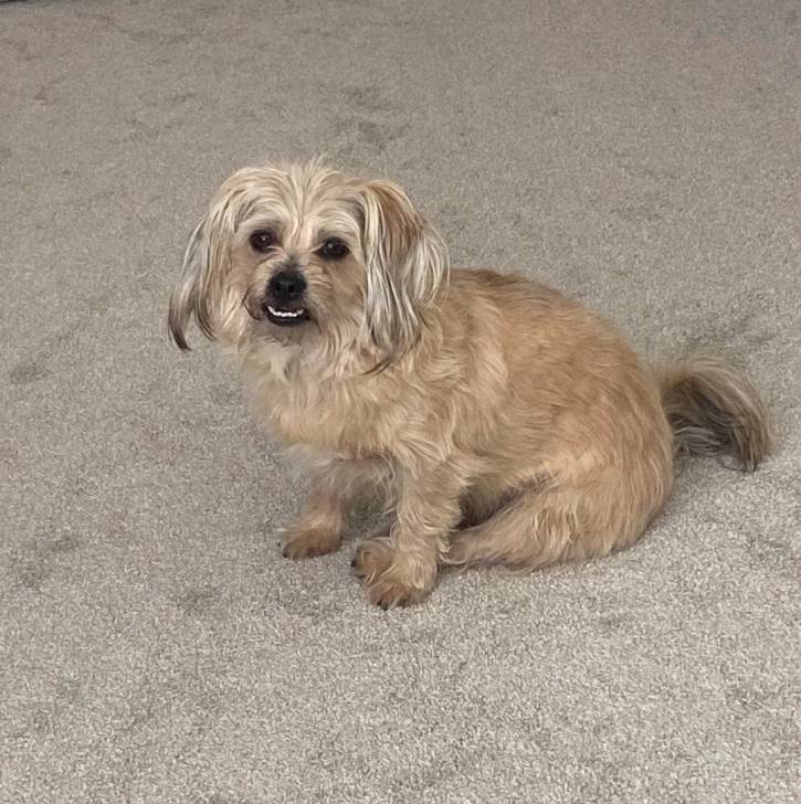 Un Norfolk Terrier assis sur une moquette et regardant vers la caméra 
