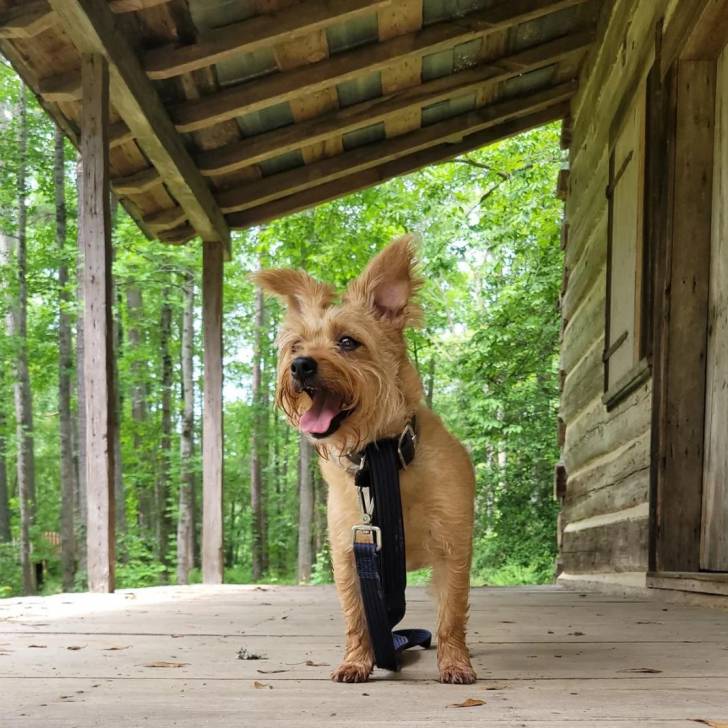Un Norfolk Terrier sur une terrasse en bois et qui est tenu en laisse 