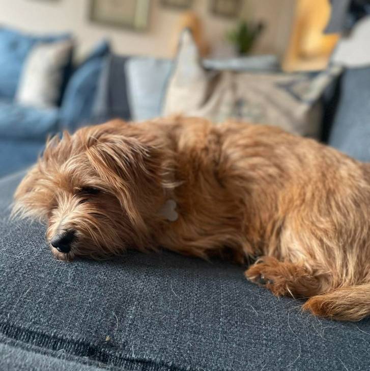 Un Norfolk Terrier allongé sur un canapé et portant un collier autour du cou